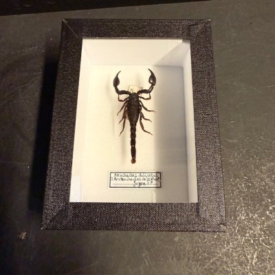 Boîte entomologique - Scorpion Neochactas delicatus