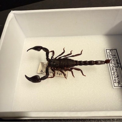 Boîte entomologique - Scorpion Neochactas delicatus