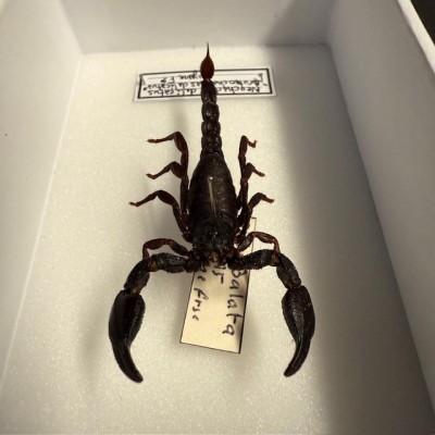 Boîte entomologique - Scorpion Neochactas delicatus