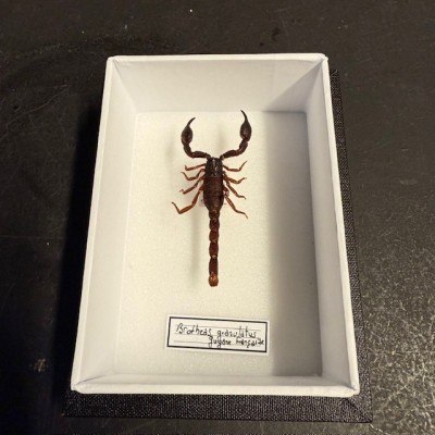 Boîte entomologique - Scorpion Brotheas granulatus