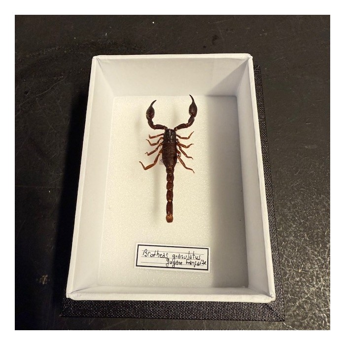 Boîte entomologique - Scorpion Brotheas granulatus