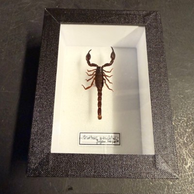 Boîte entomologique - Scorpion Brotheas granulatus