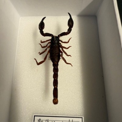 Boîte entomologique - Scorpion Brotheas granulatus