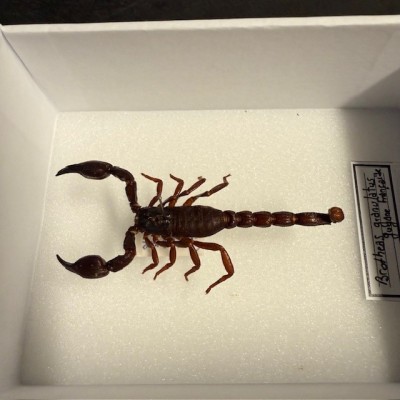 Entomological box - Brotheas granulatus scorpion