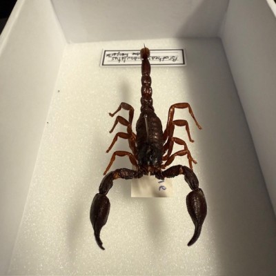 Entomological box - Brotheas granulatus scorpion