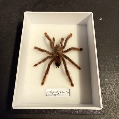 Mygale avicularia femelle - Boîte entomologique Araignée