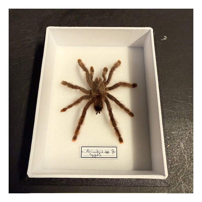 Mygale avicularia femelle - Boîte entomologique Araignée