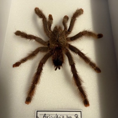 Avicularia spp FEMALE spider - Entomologic box - Tarentula
