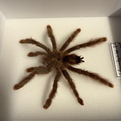 Avicularia spp FEMALE spider - Entomologic box - Tarentula