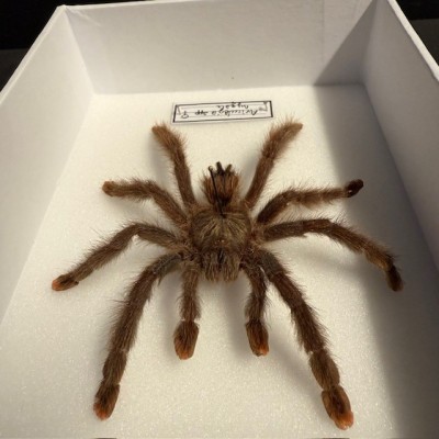 Avicularia spp FEMALE spider - Entomologic box - Tarentula
