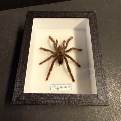 Avicularia spp FEMALE spider - Entomologic box - Tarentula