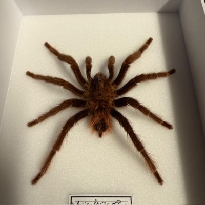 Avicularia spp MALE spider - Entomologic box - Tarentula
