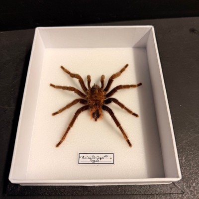 Avicularia spp MALE spider - Entomologic box - Tarentula