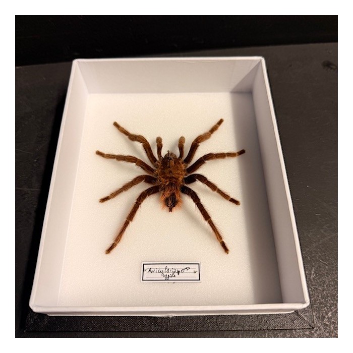 Mygale avicularia spp - Boîte entomologique Araignée