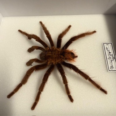 Mygale avicularia spp - Boîte entomologique Araignée