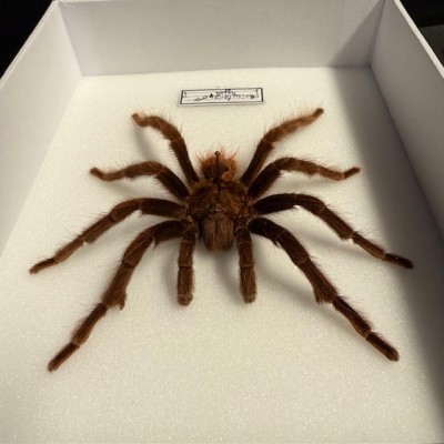 Avicularia spp MALE spider - Entomologic box - Tarentula
