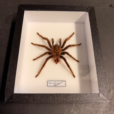Avicularia spp MALE spider - Entomologic box - Tarentula