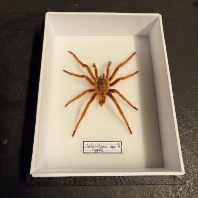 Selenotypus spider - Entomologic box - Tarentula