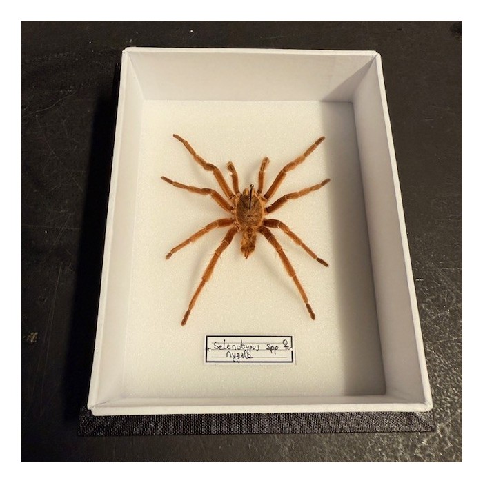 Mygale Selenotypus - Boîte entomologique Araignée