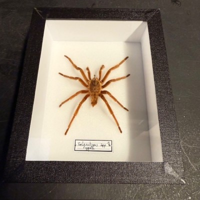 Mygale Selenotypus - Boîte entomologique Araignée