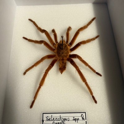 Mygale Selenotypus - Boîte entomologique Araignée