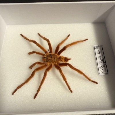 Mygale Selenotypus - Boîte entomologique Araignée