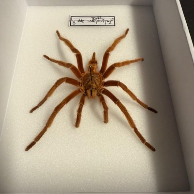 Selenotypus spider - Entomologic box - Tarentula