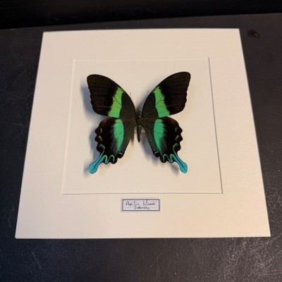Entomologic Frame - Peacock swallowtail Butterfly - Papilio Blumei