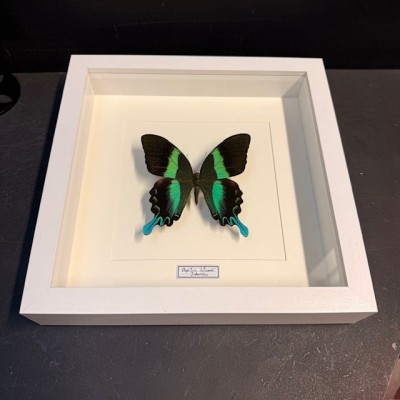 Entomologic Frame - Peacock swallowtail Butterfly - Papilio Blumei