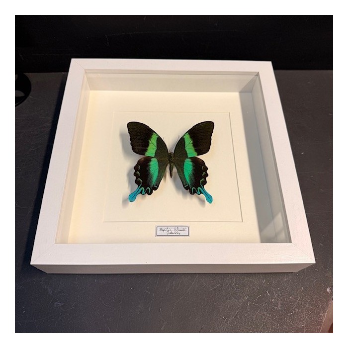 Cadre entomologique - Papillon Papilio Blumei - CADRE BLANC
