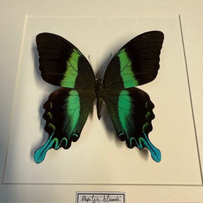 Entomologic Frame - Peacock swallowtail Butterfly - Papilio Blumei