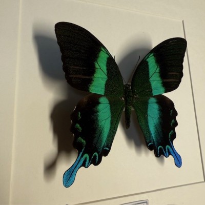 Entomologic Frame - Peacock swallowtail Butterfly - Papilio Blumei