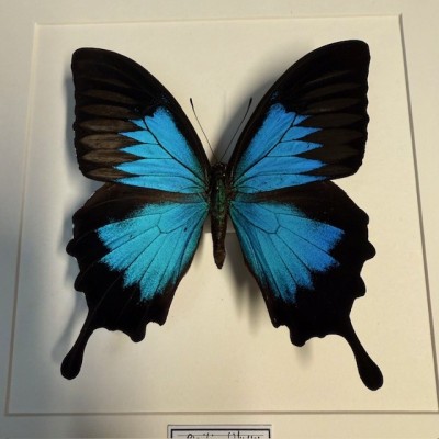 Entomologic white Frame - Papilio Karna butterfly