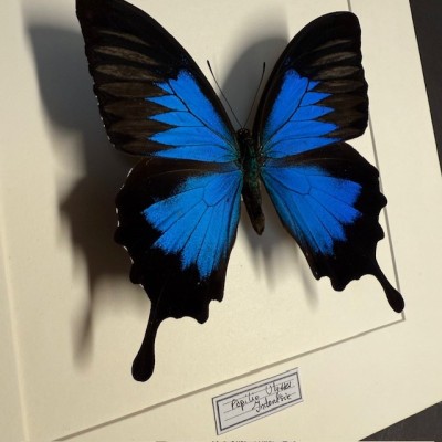 Entomologic white Frame - Papilio Karna butterfly