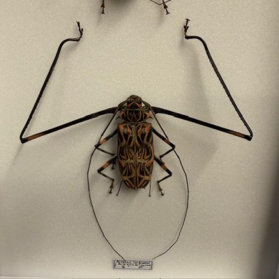 Harlequin beetle - Acrocinus longimanus - Longhorned beetle
