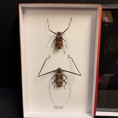 Harlequin beetle - Acrocinus longimanus - Longhorned beetle