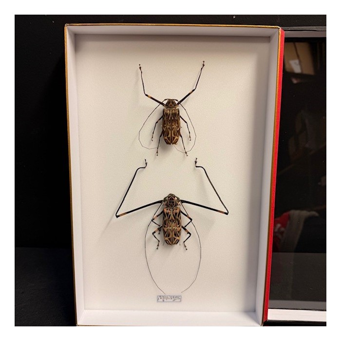 Arlequin de Cayenne - Acrocinus longimanus - Mâle et Femelle