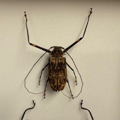 Arlequin de Cayenne - Acrocinus longimanus - Mâle et Femelle