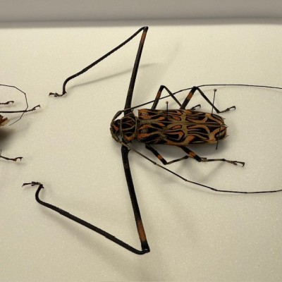 Harlequin beetle - Acrocinus longimanus - Longhorned beetle