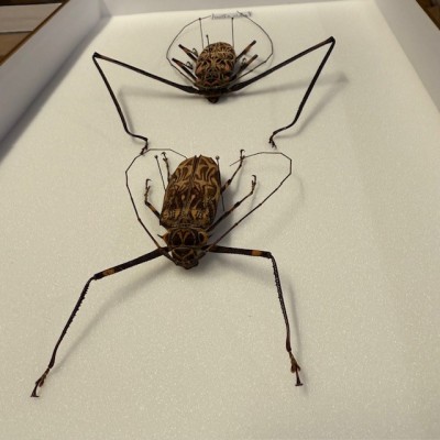 Arlequin de Cayenne - Acrocinus longimanus - Mâle et Femelle