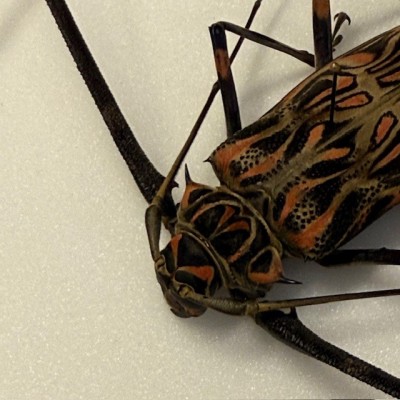 Harlequin beetle - Acrocinus longimanus - Longhorned beetle