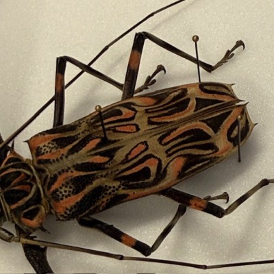 Arlequin de Cayenne - Acrocinus longimanus - Mâle et Femelle