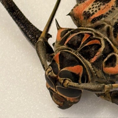 Harlequin beetle - Acrocinus longimanus - Longhorned beetle
