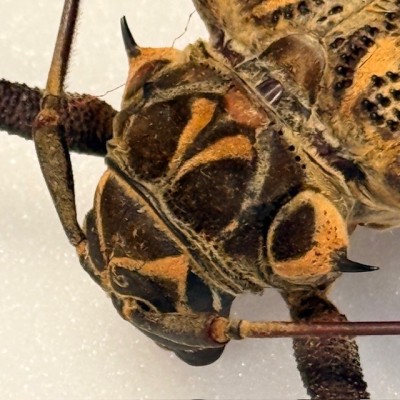 Harlequin beetle - Acrocinus longimanus - Longhorned beetle