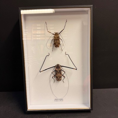 Harlequin beetle - Acrocinus longimanus - Longhorned beetle