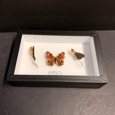 Entomological Box - European peacock butterfly with it's caterpillar