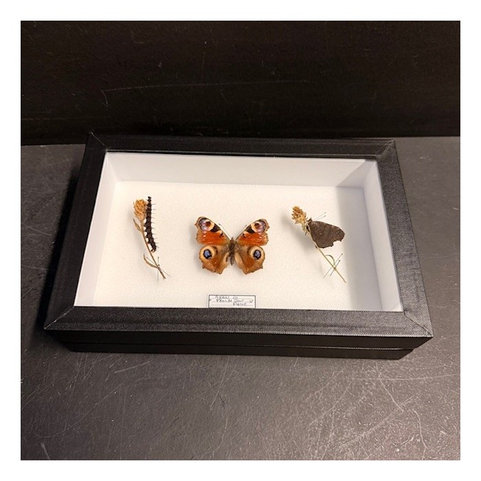 Boite entomologique - Papillon: Aglais Io - Paon de Jour - chenille