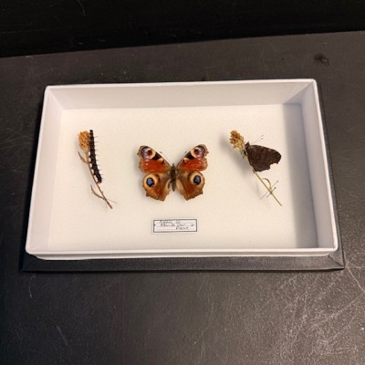 Boite entomologique - Papillon: Aglais Io - Paon de Jour - chenille