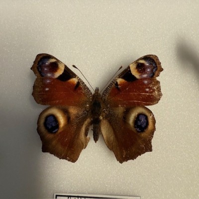 Boite entomologique - Papillon: Aglais Io - Paon de Jour - chenille