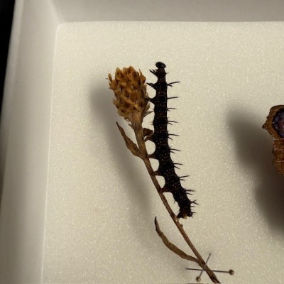 Boite entomologique - Papillon: Aglais Io - Paon de Jour - chenille